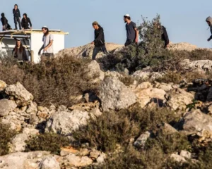 مستعمرون يسرقون 20 ناقة بمسافر يطا جنوب الخليل